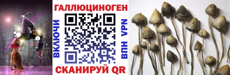 мориарти как зайти  Можга  Псилоцибиновые грибы Cubensis 